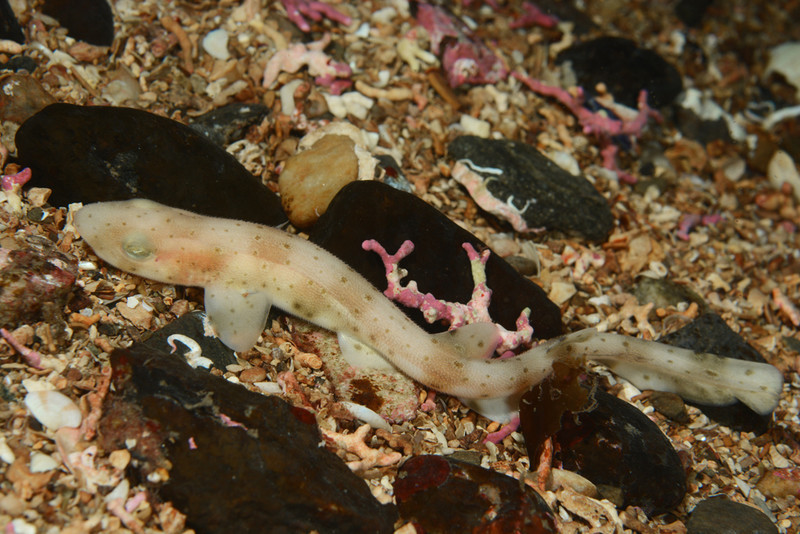 Scyliorhinus canicula - Fishes – bony and cartilagous (Pisces)