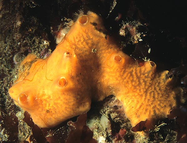 Myxilla fimbriata TBC - Sponges (Porifera)