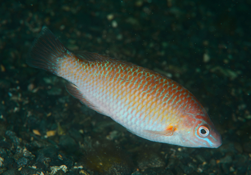 Centrolabrus exoletus - Fishes – bony and cartilagous (Pisces)