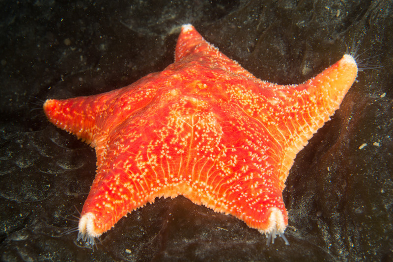 Porania pulvillus - Starfish (Echinodermata)