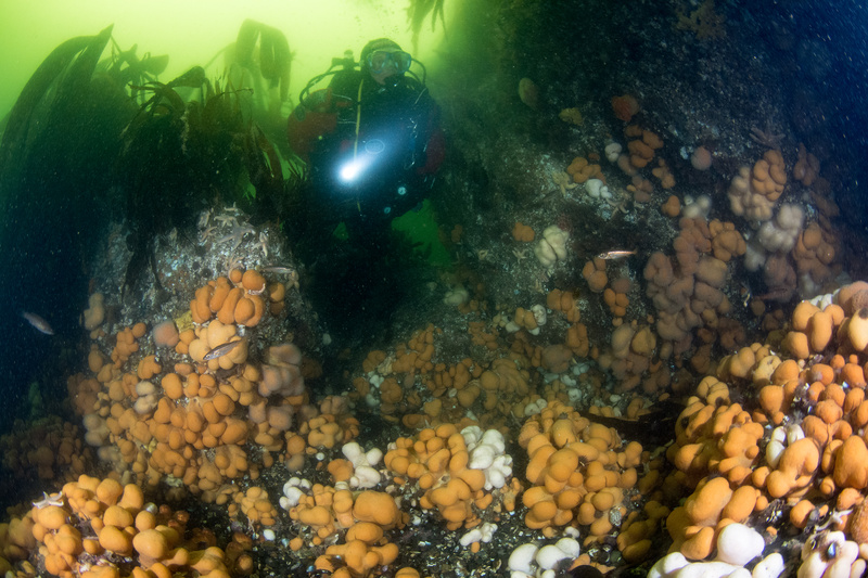 Shallow high energy area of Scottish sea loch - Habitat Scenes