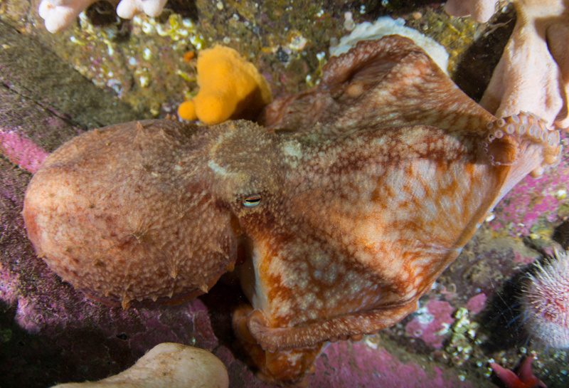 Eledone cirrhosa (holding prey, an edible crab) - Octopus, Squid & Cuttlefish (Cephalopoda)