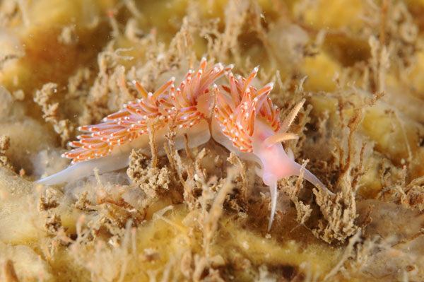 Facelina auriculata - Sea Slugs & Sea Hares (Nudibranchs etc)