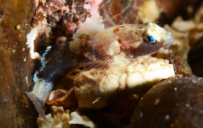 Lebetus guilleti  TBC - Fishes – bony and cartilagous (Pisces)