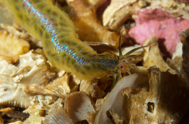 Phyllodoce mucosa - Worms (from various groups)