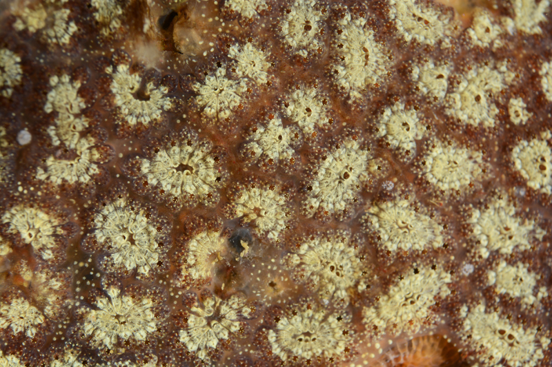 Botryllus schlosseri - Sea Squirts (Tunicata)