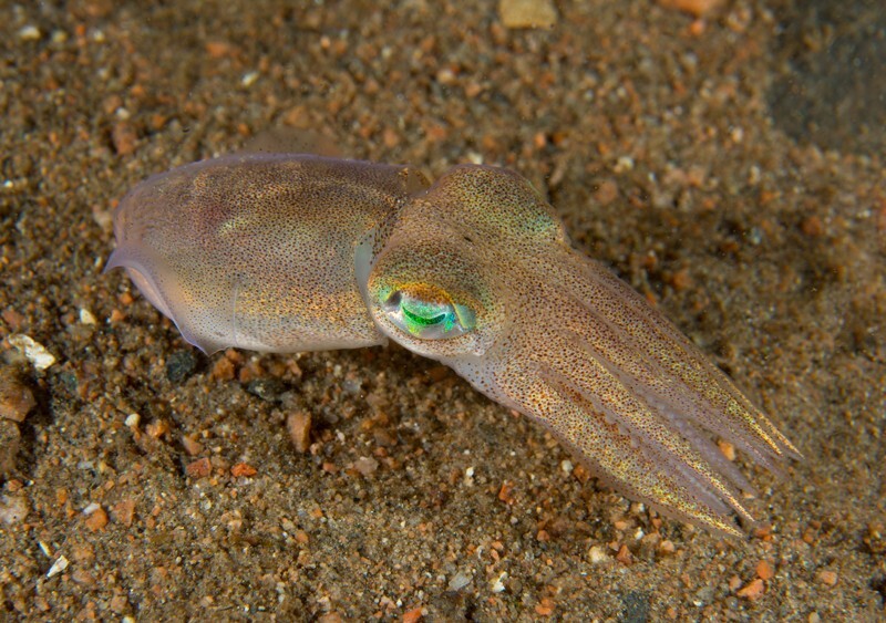Rossia macrosoma - Octopus, Squid & Cuttlefish (Cephalopoda)