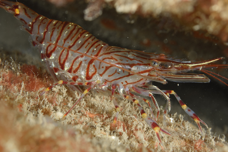 Palaemon serratus (carrying eggs) - Crabs, Lobsters, Shrimps & Prawns etc (Crustacea)