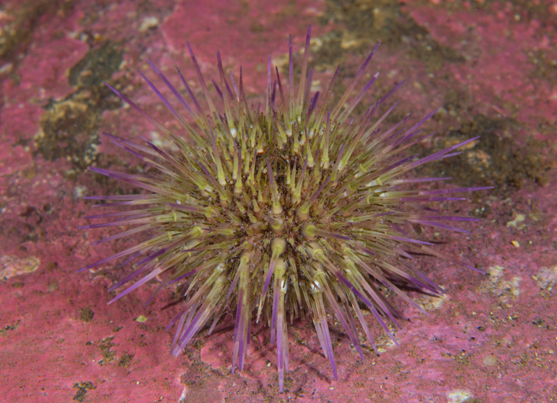 Psammechinus miliaris - Sea Urchins (Echinodermata)