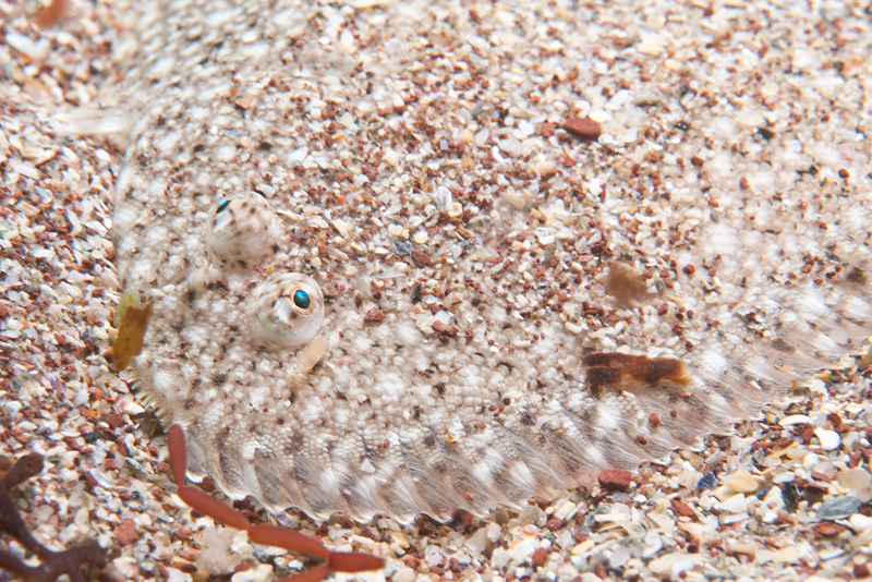 Solea solea - Fishes – bony and cartilagous (Pisces)