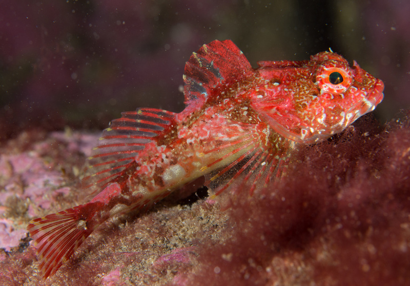 Taurulus bubalis - Fishes – bony and cartilagous (Pisces)