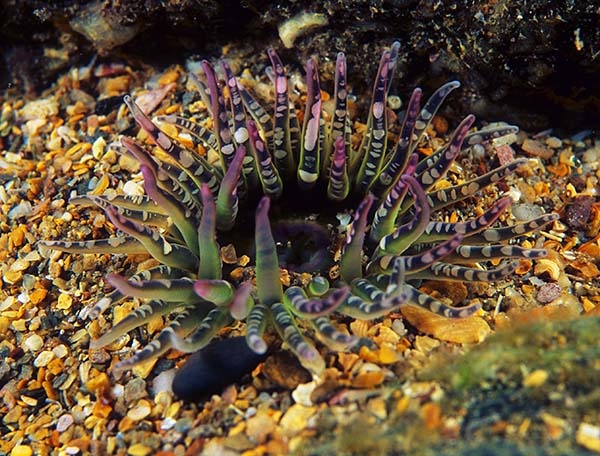 Aulactinia verrucosa - Anemones (Anthozoa)