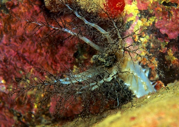 Pawsonia saxicola - Sea Cucumbers (Echinodermata)