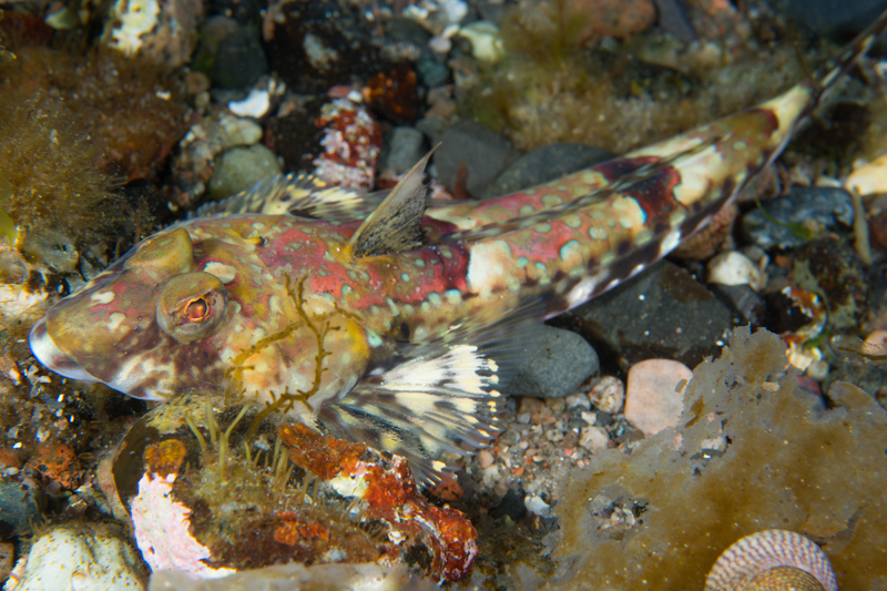 Callionymus reticulatus - Fishes – bony and cartilagous (Pisces)