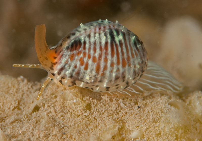 Trivia monacha - Sea Snails, Bivalves & Lamp Shells (Mollusca etc)
