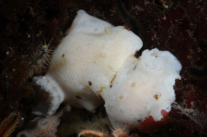 Jorunna tomentosa mating pair - Sea Slugs & Sea Hares (Nudibranchs etc)