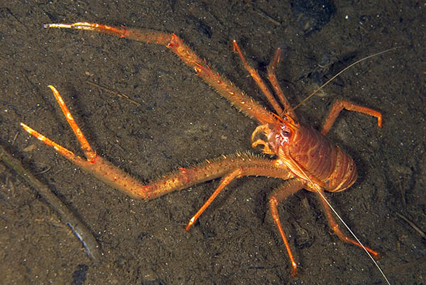 Munida rugosa - Crabs, Lobsters, Shrimps & Prawns etc (Crustacea)