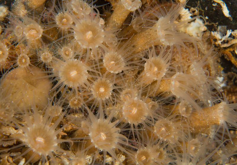 Epizoanthus couchii - Anemones (Anthozoa)