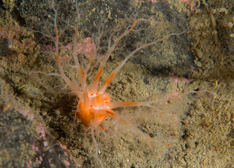 Psolus phantapus - Sea Cucumbers (Echinodermata)