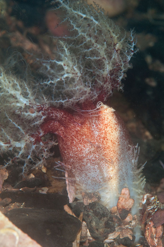 Thyonidium drummondii - Sea Cucumbers (Echinodermata)