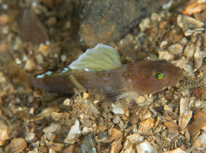Lebetus scorpioides - Fishes – bony and cartilagous (Pisces)