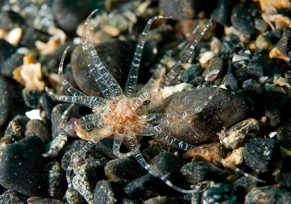 Scolanthus callimorphus - Anemones (Anthozoa)