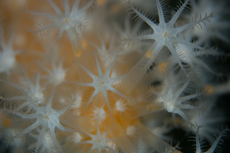 Alcyonium digitatum - Corals (Anthozoa)