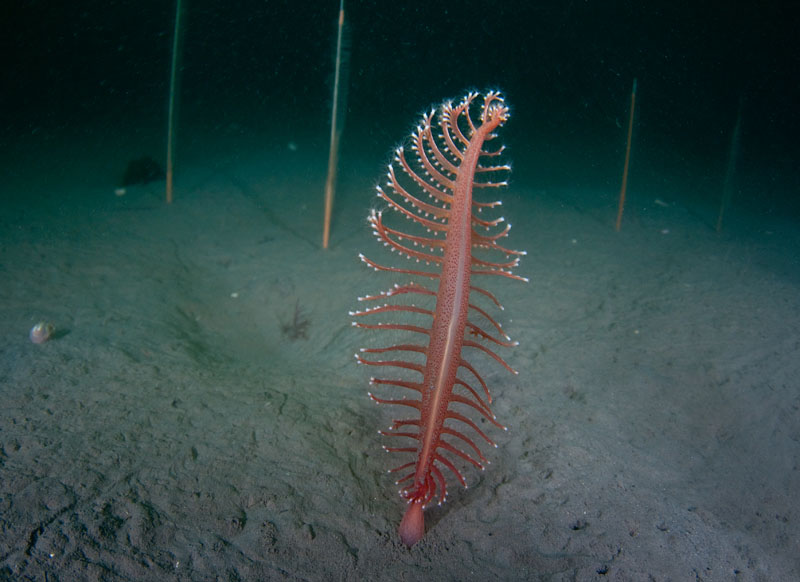 Pennatula phosphorea - Corals (Anthozoa)