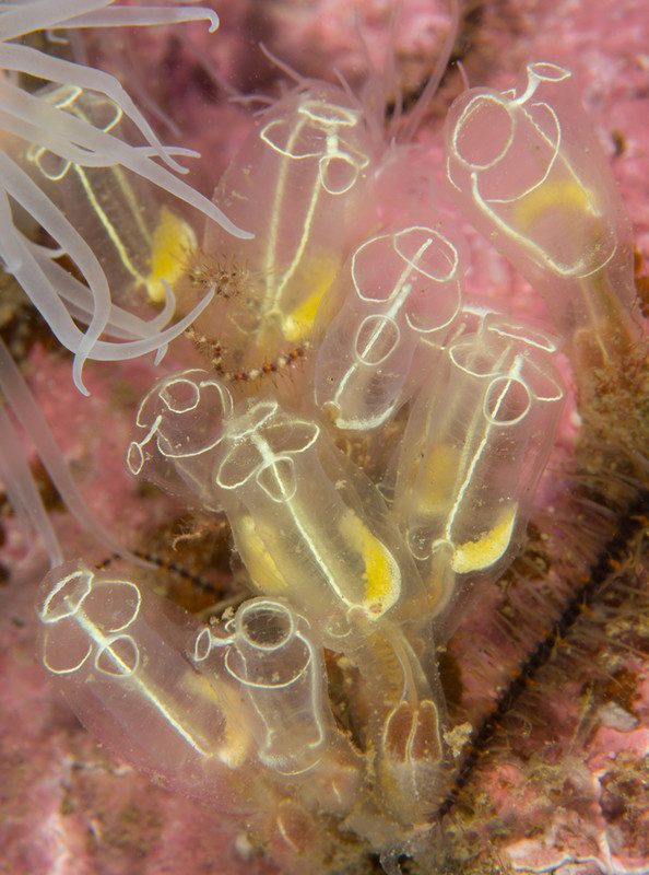 Clavelina lepadiformis - Sea Squirts (Tunicata)