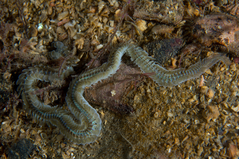 Phyllodoce mucosa - Worms (from various groups)