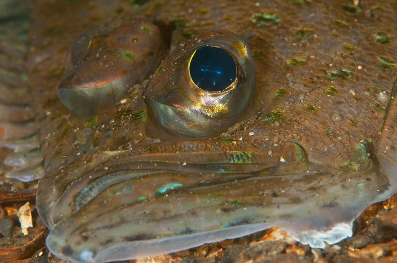 Lepidorhombus whiffiagonis - Fishes – bony and cartilagous (Pisces)