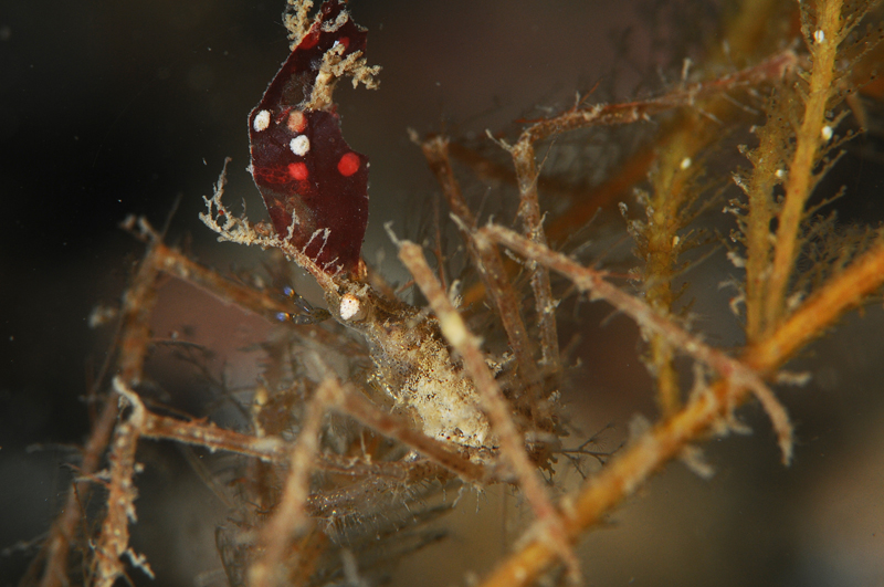 Macropodia rostrata - Crabs, Lobsters, Shrimps & Prawns etc (Crustacea)