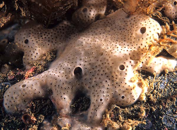 Lissoclinum perforatum - Sea Squirts (Tunicata)