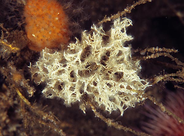 Salmacina dysteri or Filograna implexa - Worms (from various groups)