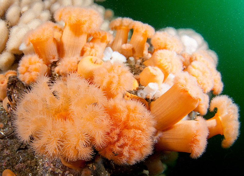 Metridium dianthus - Anemones (Anthozoa)