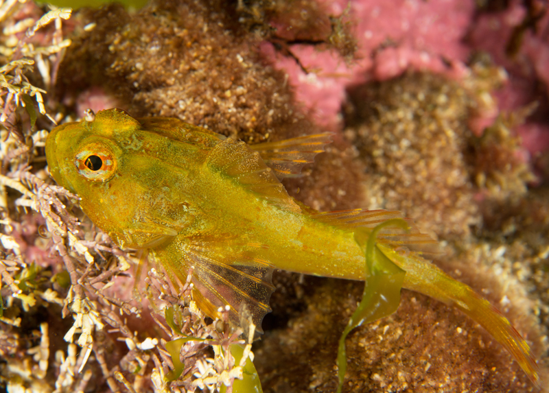 Taurulus bubalis - Fishes – bony and cartilagous (Pisces)