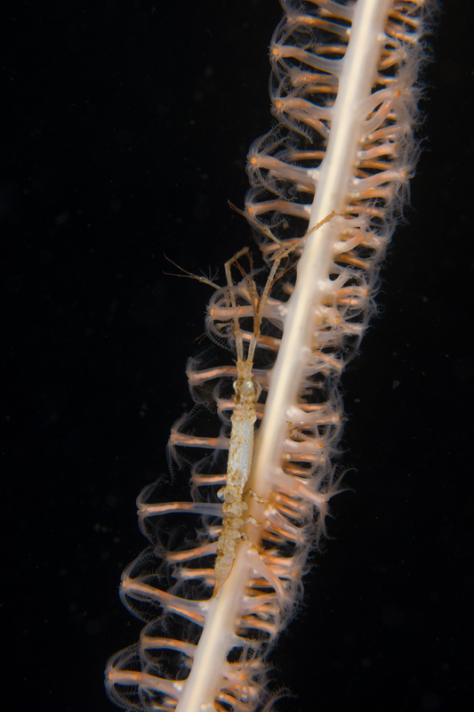 Astacilla longicornis - Crabs, Lobsters, Shrimps & Prawns etc (Crustacea)