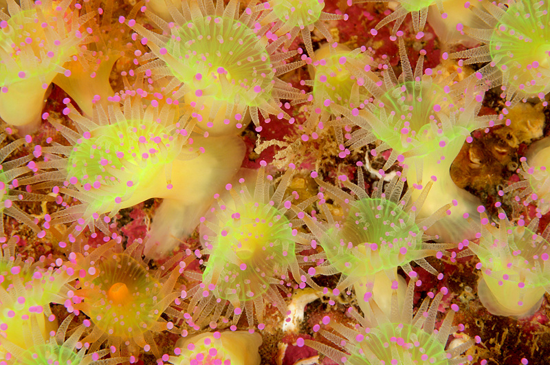 Corynactis viridis - Anemones (Anthozoa)