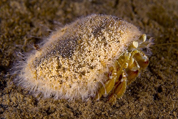 Hydractinia echinata - Sea Firs (Hydrozoa)