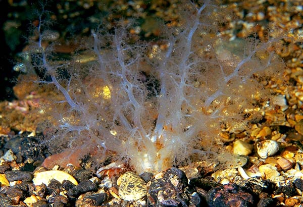 Neopentadactyla mixta - Sea Cucumbers (Echinodermata)