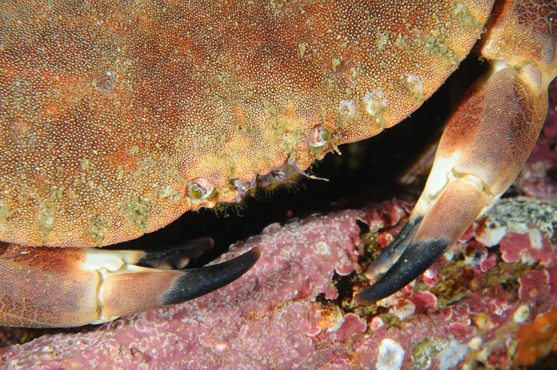Cancer pagurus - Crabs, Lobsters, Shrimps & Prawns etc (Crustacea)