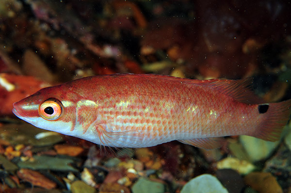 Ctenolabrus rupestris - Fishes – bony and cartilagous (Pisces)