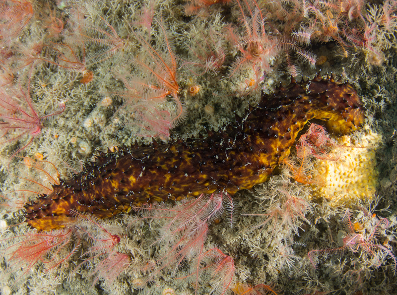 Holothuria forskali - Sea Cucumbers (Echinodermata)