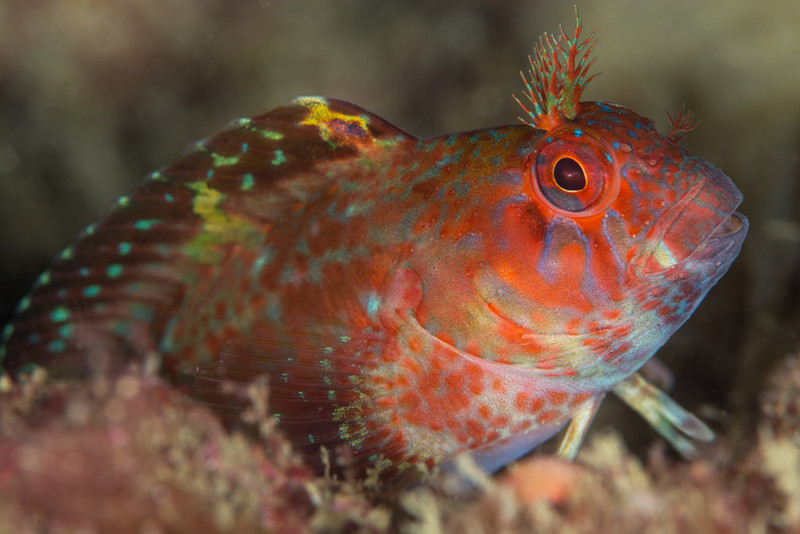 Parablennius ruber - Fishes – bony and cartilagous (Pisces)