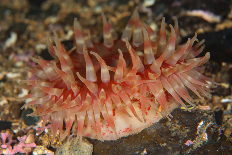 Urticina eques - Anemones (Anthozoa)