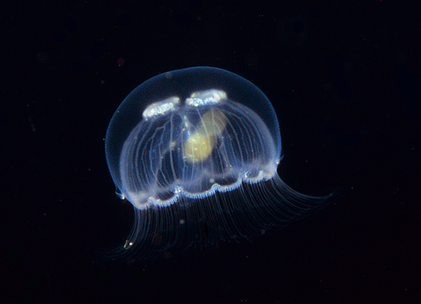 Aurelia aurita - Jellyfish and 'jelly-like' animals
