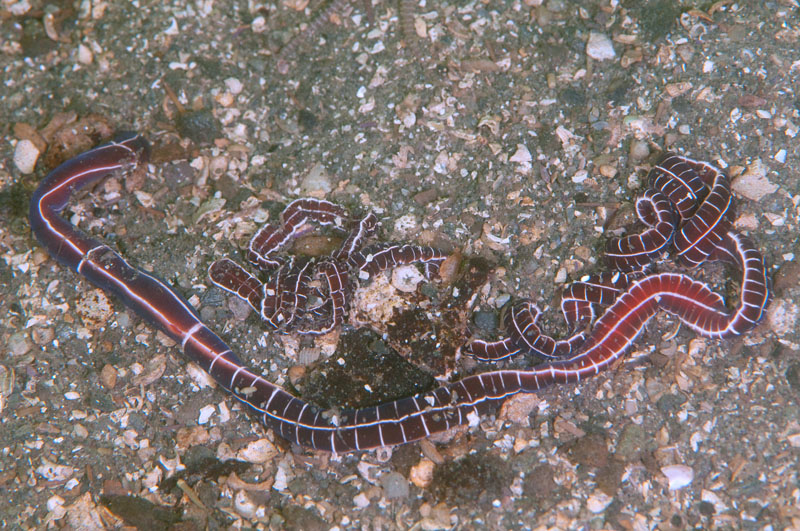 Tubulanus superbus - Worms (from various groups)