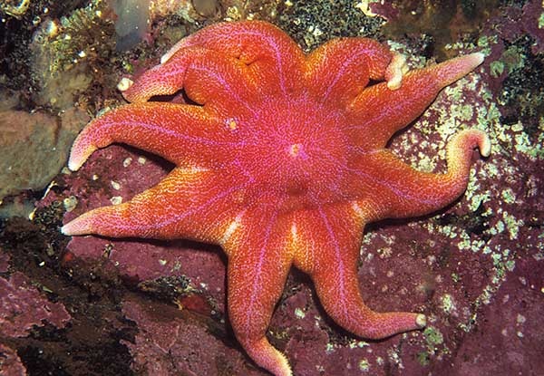 Solaster endeca - Starfish (Echinodermata)