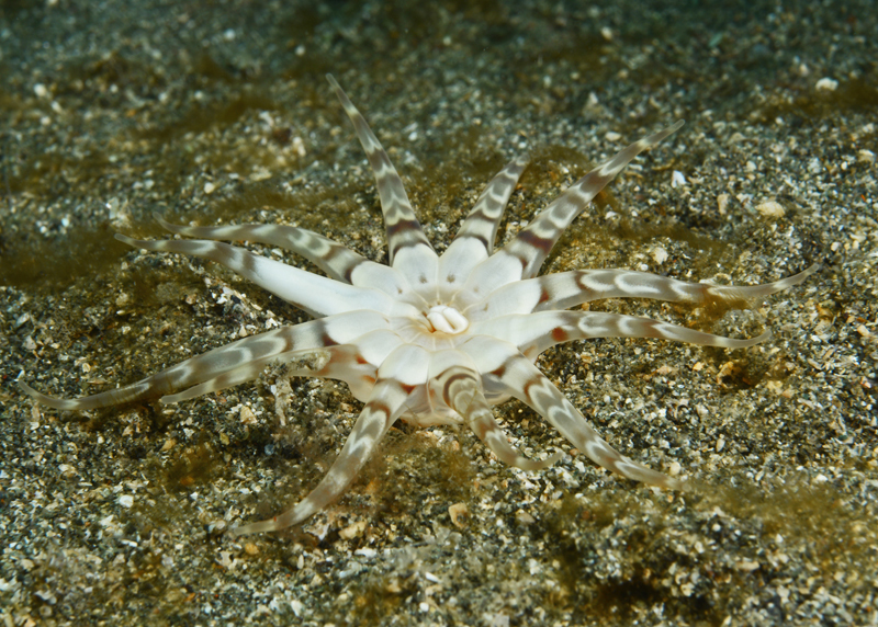 Peachia cylindrica - Anemones (Anthozoa)
