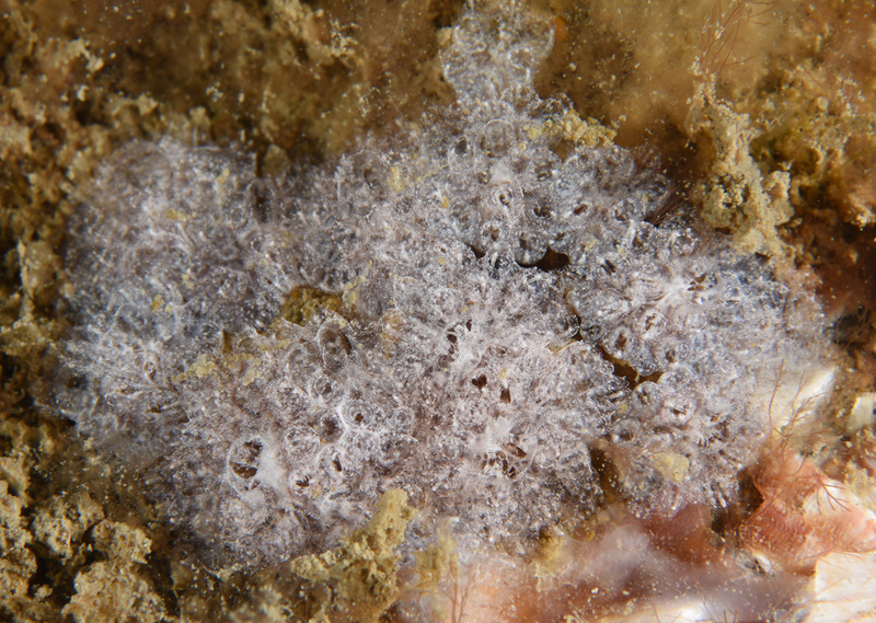 Distaplia rosea TBC - Sea Squirts (Tunicata)